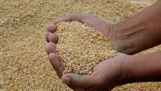El trigo y el maíz suben el máximo diario permitido tras ataque de Rusia a Ucrania 