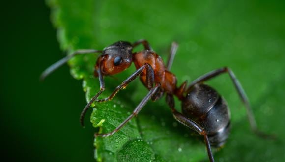 IA ayuda a crear el primer mapa de información y diversidad global sobre las hormigas. (Foto: Pexels)