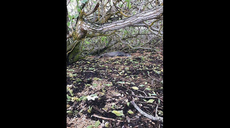 Mark Zuckerberg ahora trabaja por preservar naturaleza de Hawái - 4