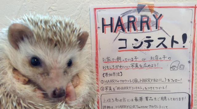 Japón: Harry, la cafetería en la que los erizos son los reyes  - 1
