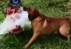 Facebook: perro es la sensación por demostrar que ama jugar con el agua en la calle | VIDEO