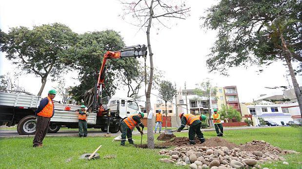 By-pass 28 de Julio: traslado de árboles terminará en 2 semanas - 1