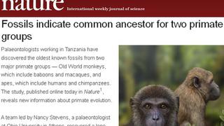 Una muela de 25 millones de años revela la conexión entre monos y simios