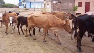 Ausencia de lluvias afecta ganado en Tumbes