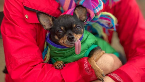 Los perros cuentan con la capacidad de regular su temperatura corporal gracias a su pelaje (Foto: Pexels)