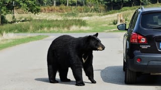 Abre la puerta trasera del auto, descubre a un hambriento oso y reacciona de manera inesperada