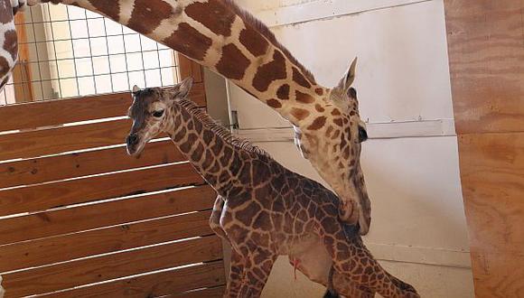 El parto de la jirafa April supera el millón de espectadores