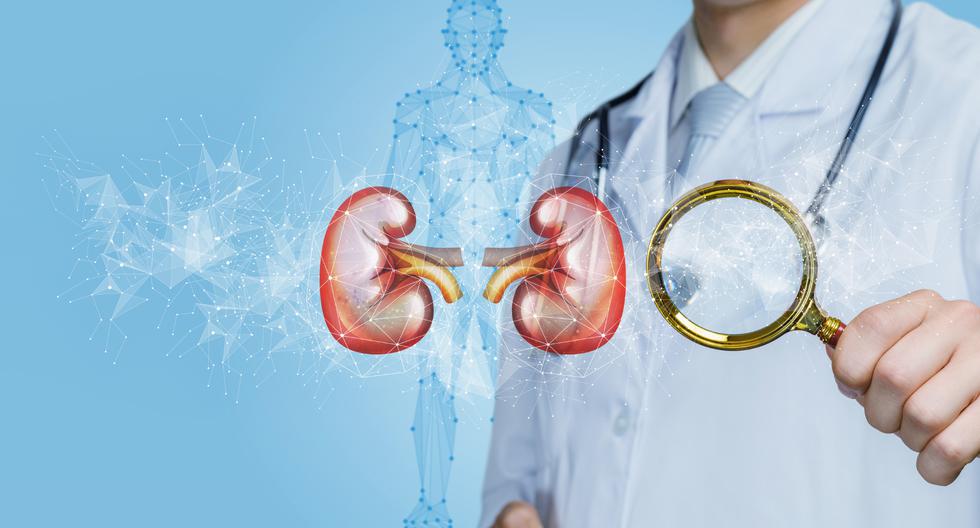 La enfermedad renal crónica del riñón, también llamada insuficiencia renal crónica, describe la pérdida gradual de la función renal, según la Organización Panamericana de la Salud (OPS).