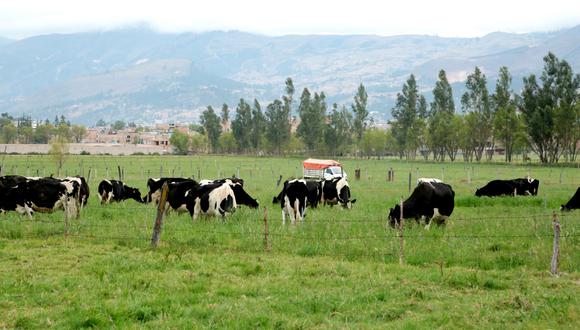 Antamina informó sobre la reactivación del sector agropecuario en su zona de influencia. (Foto: GEC)