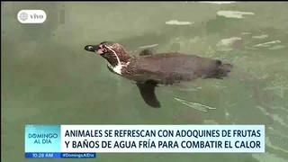 Animales del zoológico de Huachipa se refrescan con bloques de hielo
