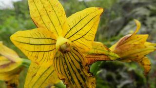 Esta orquídea se creía extinta desde hace más de medio siglo