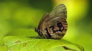 Mariposas sobreviven entre las bombas