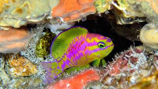 “Uno de los peces más hermosos”: la especie de pez de colores neón descubierto en Brasil