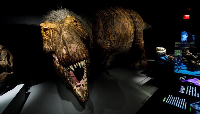 Vista de un modelo científicamente preciso de un T Rex&nbsp; como parte de una nueva exhibición en el Museo Americano de Historia Natural de Nueva York. (EFE)