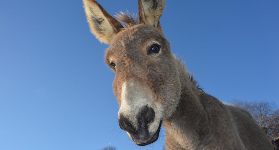 Un burro tomó por asalto a las redes sociales con sus peculiares dotes para el canto. (Foto: Pixabay/Referencial)