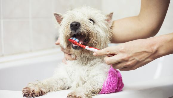 Los veterinarios recomiendan lavar los dientes de un perro al menos una vez por semana para mantener su higiene bucal en óptimas condiciones.