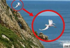 YouTube: ¿el legendario corcel 'Pegaso' fue encontrado volando por los aires? 