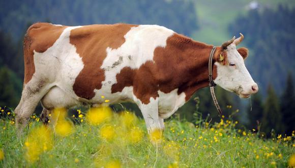 El 54% de los suizos votó en referéndum que las vacas no deben tener cuernos. (AFP)
