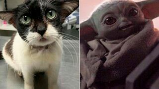 Joy, la gatita que se parece a Baby Yoda y busca un hogar que la adopte