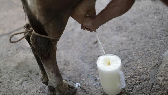 Gobierno aprobó la modificación del Reglamento de la Leche y Productos Lácteos. (Foto: GEC)
