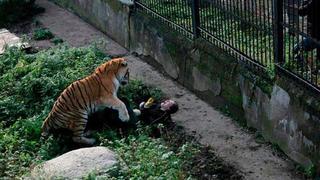 Rusia: El terrorífico momento en el que un tigre ataca a su cuidadora