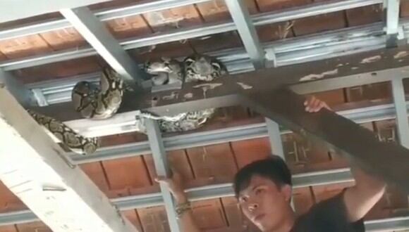 Una serpiente pitón de cuatro metros de largo fue hallada enroscada entre las vigas de un techo en un instituto de Bali, Indonesia | Foto: Captura de video YouTube / Viral Press
