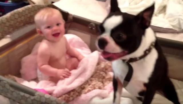 Un adorable Boston Terrier y una risueña bebé te robarán el corazón con sus travesuras. (Fotos: Jonathan Maert en YouTube)