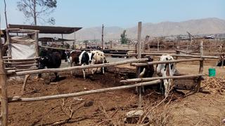 Ganaderos de Roldán, Quilmaná no pueden alimentar a sus vacas por el bajo precio al que venden la leche