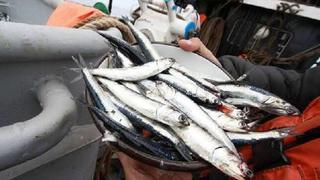  Javier Atkins: Abrir las ventanas de pesca de anchoveta en el sur del país generaría 7.000 puestos de trabajo directos e indirectos