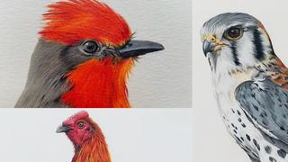 La artista que quería ser zoóloga y ahora cumple su sueño en impresionantes ilustraciones de aves