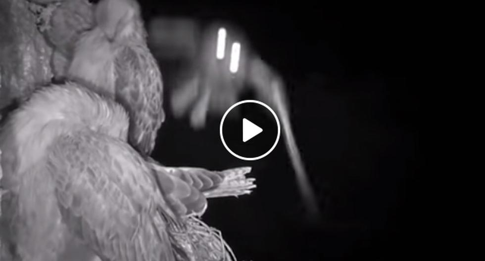 YouTube nos muestra cómo es que es la vida salvaje en África con este búho llevándose a una paloma. (Foto: captura)