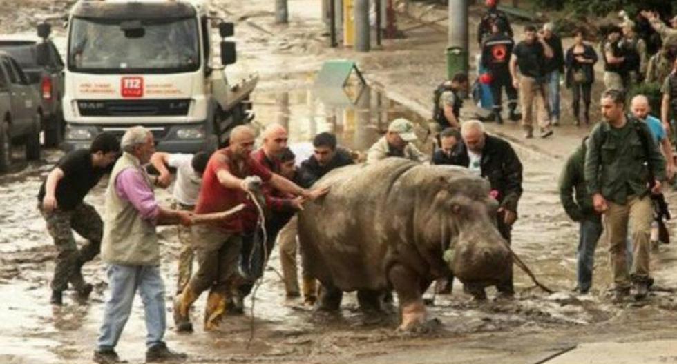 Hipopótamo fue capturado cuando caminaba por el centro de la ciudad. (Foto: EFE)