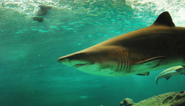 Un enorme tiburón blanco atacó de imprevisto a otro más pequeño de su misma especie en Sudáfrica. (Crédito: Pexels/Referencial)