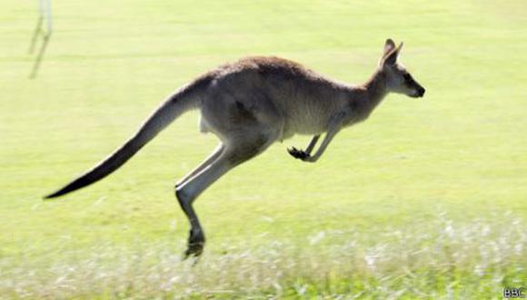 El canguro es el único animal que camina con "cinco patas" - 1