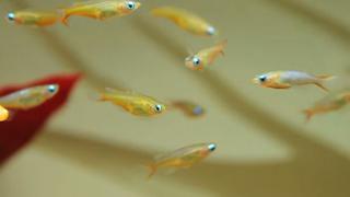Científicos logran que peces hembra produzcan esperma
