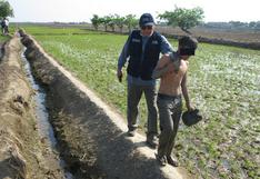 Tumbes: Encuentran a 22 niños trabajando en pozas de arroz