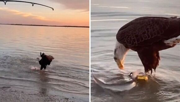 Eugene es el águila que se hizo viral en TikTok por robarle un tiburón a un pescador en Estados Unidos. | Créditos: @amandarnhot / TikTok.