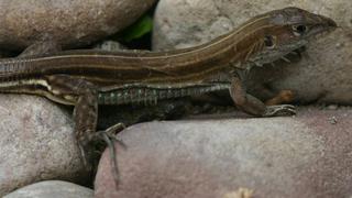 Dos nuevas especies de reptiles fueron descubiertas en bosque seco del río Marañón