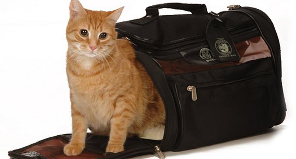 Estos son algunos consejos si quieres viajar con tu gato. (Foto: Difusión)
