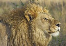 Zimbabue: estudian sacrificar unos 200 leones por superpoblación