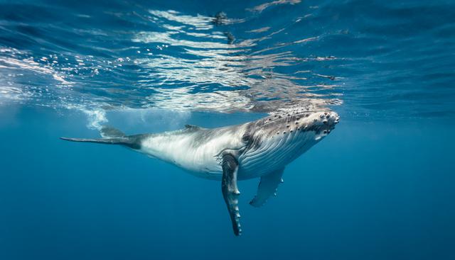 Entre 5 mil y 7 mil ballenas jorobadas llegan a las costas peruanas cada año. Foto: Shutterstock