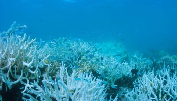 Arrecifes de la Gran Barrera de Coral vuelven a blanquearse