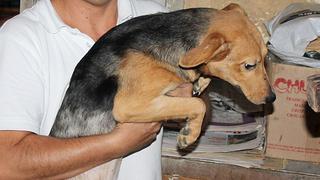 ¿Quieres adoptar alguno de los perros rescatados en Barranco?