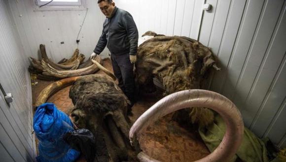 De acuerdos a las autoridades rusas, al año se comercializan de forma ilegal unas 100 toneladas de restos óseos de mamut. Foto: Getty Images, via BBC Mundo