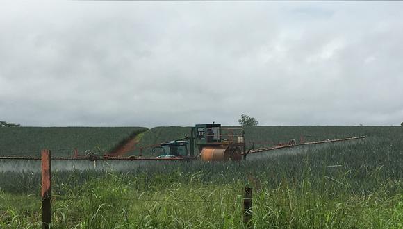 Una plantación de piña cerca del humedal Refugio Nacional de Vida Silvestre Caño Negro en 2017. Foto: Lenin Corrales.