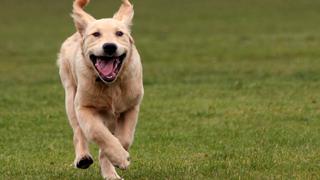 Mira la graciosa participación de este perro en una competencia