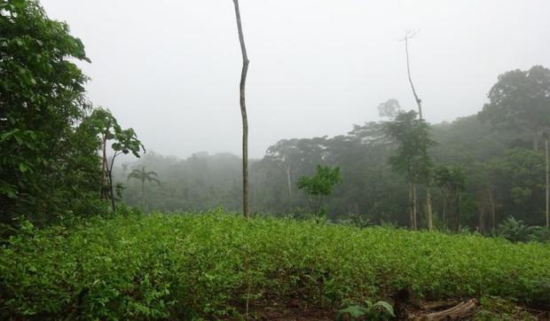 Cultivos de coca encontrados en territorio de comunidades kichwa. Foto: Rondas indígenas del Bajo Huallaga.