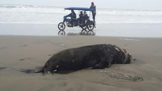 Seis lobos marinos vararon en playa de Puerto Eten [FOTOS]