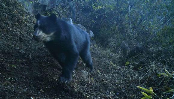 Refugio de Laquipampa: cámaras-trampa grabaron fauna silvestre