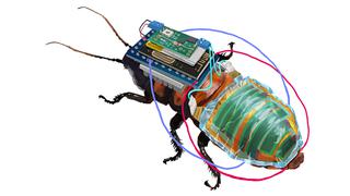 Crean cucarachas cyborg para ayudar a monitorear el medio ambiente